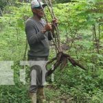 Producción y cultivo de yuca en Nandaime