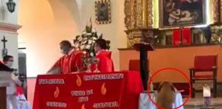 Perrito se roba pan sagrado de Iglesia en plena misa