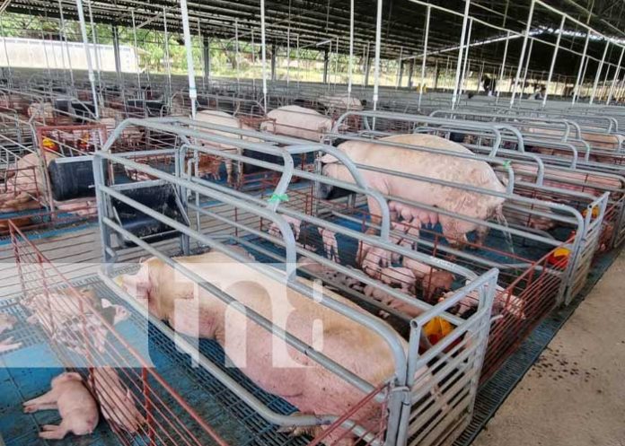 Producción en granja porcina de Nicaragua