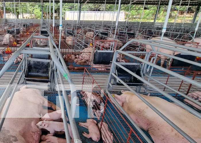 Producción en granja porcina de Nicaragua