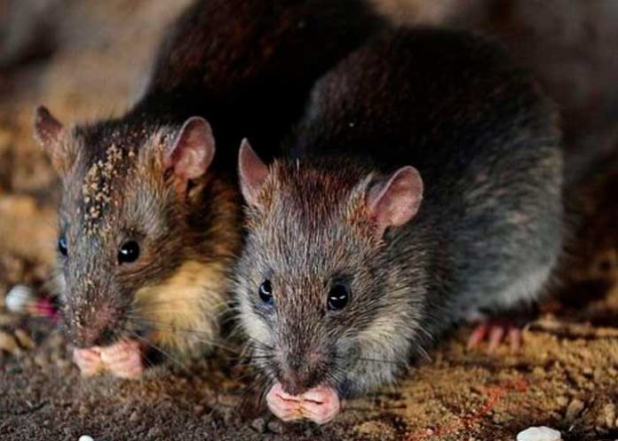 En Suecia descubren nuevo coronavirus en roedores transmisible a humanos