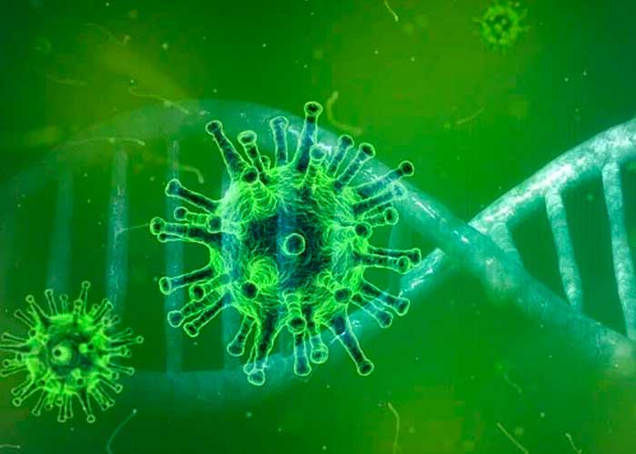 En Suecia descubren nuevo coronavirus en roedores transmisible a humanos