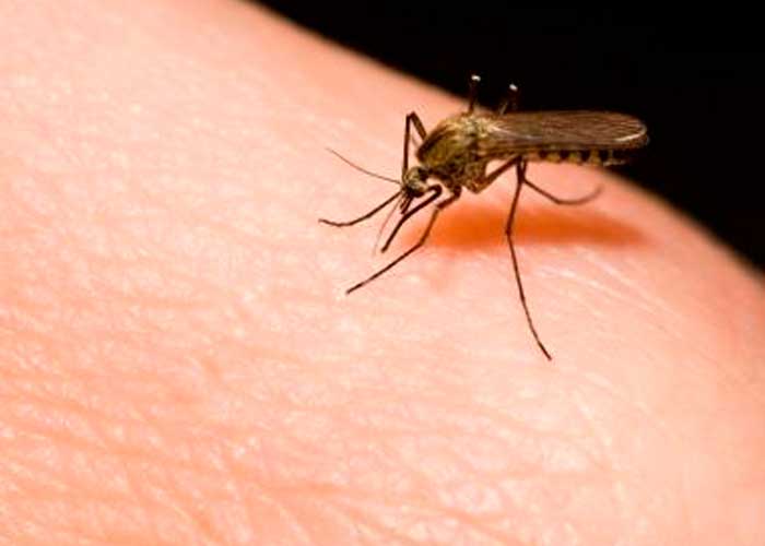 Médicos de Australia encontraron un método de destrucción de la malaria