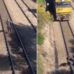 Un joven arriesga su vida en las vías de un tren