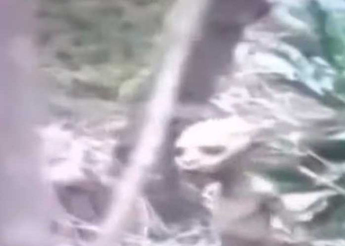 ¡Escalofriante! Captan a extraña criatura corriendo en un bosque (Video)