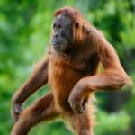 ¡Atrevido! Orangután "toca senos" y besa a mujer en Tailandia