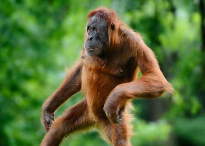 ¡Atrevido! Orangután 