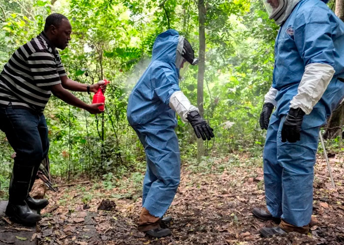 Marburgo: Peligroso virus que presenta 2 muertes en Ghana