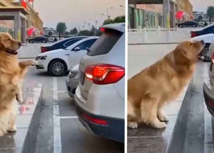 Viral: Perro dirige a los conductores para poder estacionarse