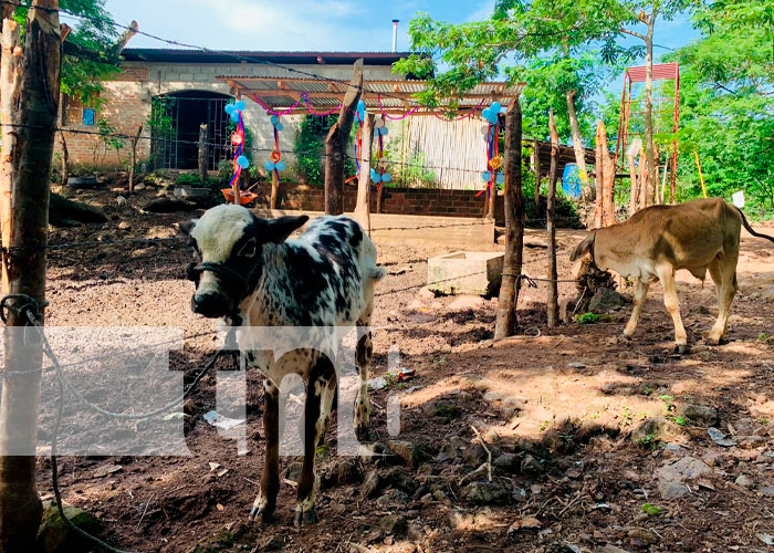 Fortalecen capacidades productivas a pequeños ganaderos en Madriz