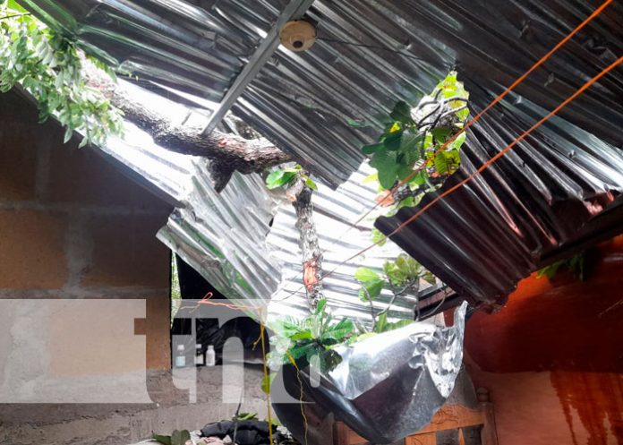 Nandaime: Árbol cae en vivienda y deja daños materiales