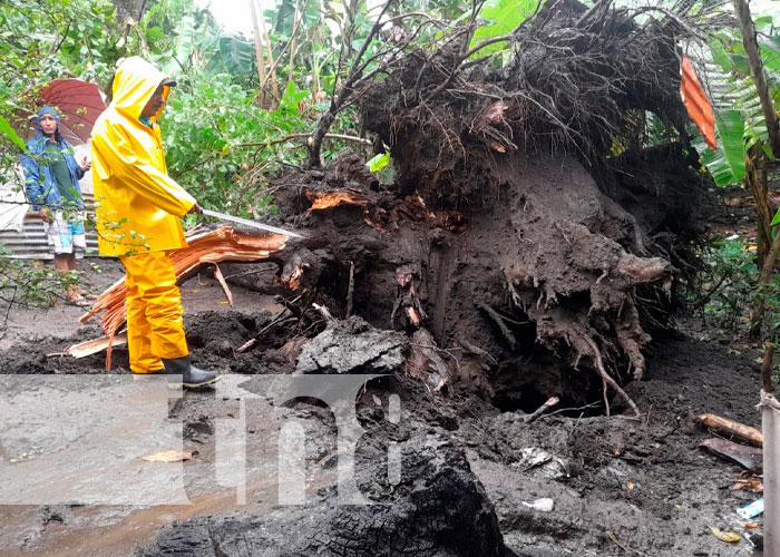 Nandaime: Árbol cae en vivienda y deja daños materiales