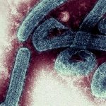 Marburgo: Peligroso virus que presenta 2 muertes en Ghana