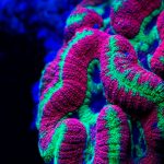 Científicos muestran porqué los corales brillan en el océano