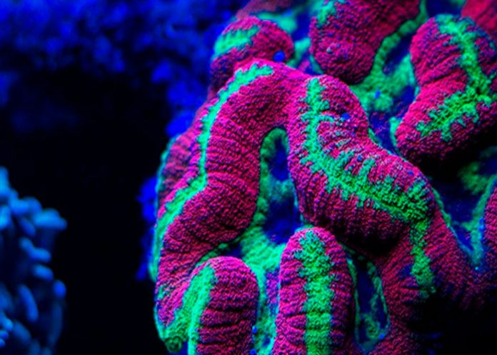 Científicos muestran porqué los corales brillan en el océano