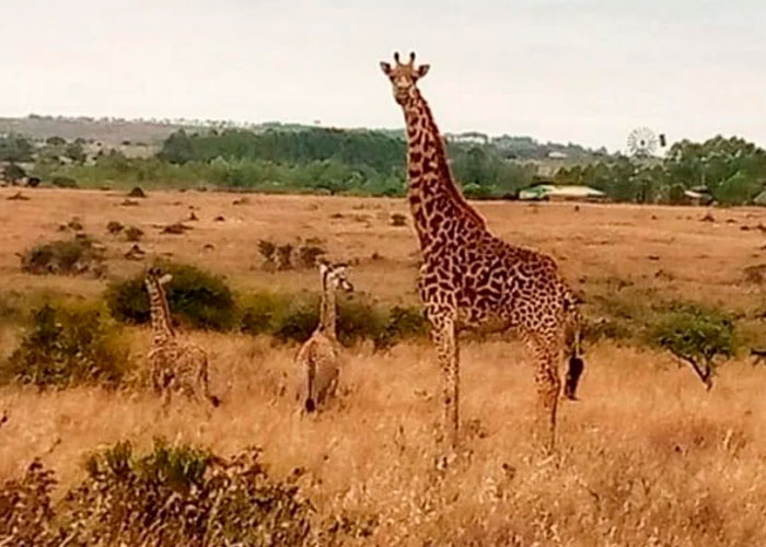 Causa sensación el nacimiento de jirafas gemelas en parque de Kenia