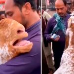 Cabra llora y abraza a su dueño en el momento que decidió venderla