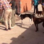 Investigan en España a falso veterinario