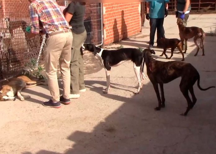 Investigan en España a falso veterinario