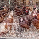MEFCCA inaugura granja avícola en Diriá, Granada