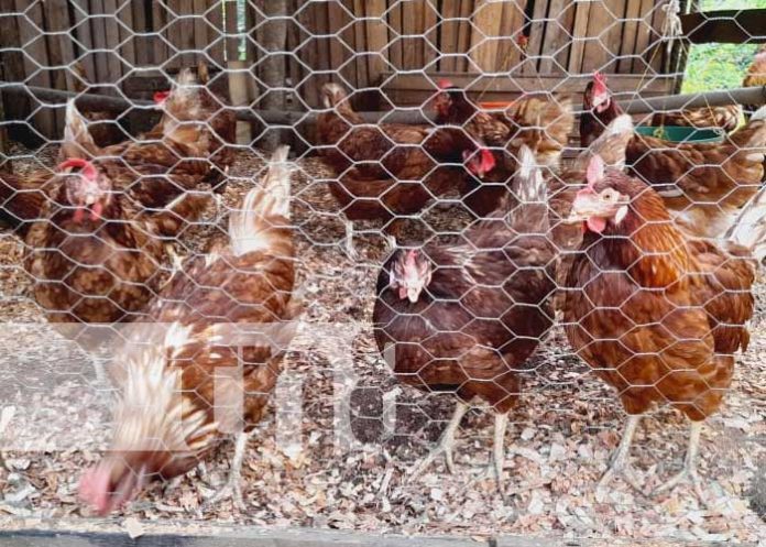 MEFCCA inaugura granja avícola en Diriá, Granada