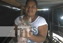 Estrategia porcina con excelentes resultados en la Isla de Ometepe