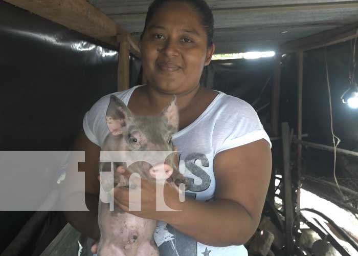 Estrategia porcina con excelentes resultados en la Isla de Ometepe 