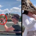 Fallido accidente vivió una pareja por una jirafa celosa