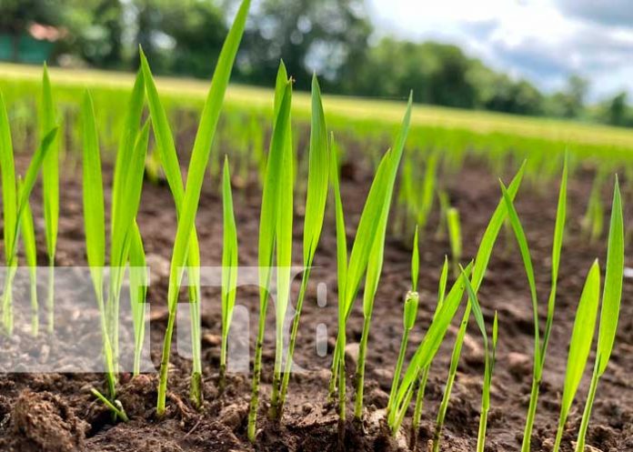 INTA impulsa alternativas agroecológicas de producción de arroz en Chinandega