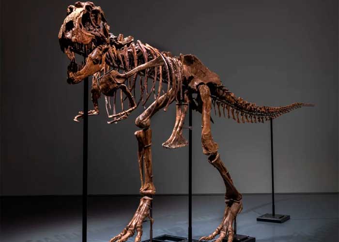 ¡Increíble! Esqueleto de dinosaurio de 76 millones de años será subastado