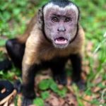 Ola de ataques de monos salvajes en Japón deja al menos 42 heridos