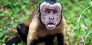 Ola de ataques de monos salvajes en Japón deja al menos 42 heridos