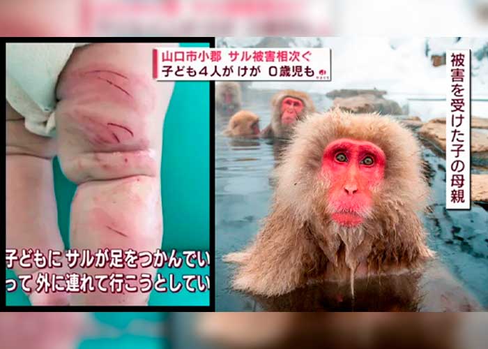 Ola de ataques de monos salvajes en Japón deja al menos 42 heridos 