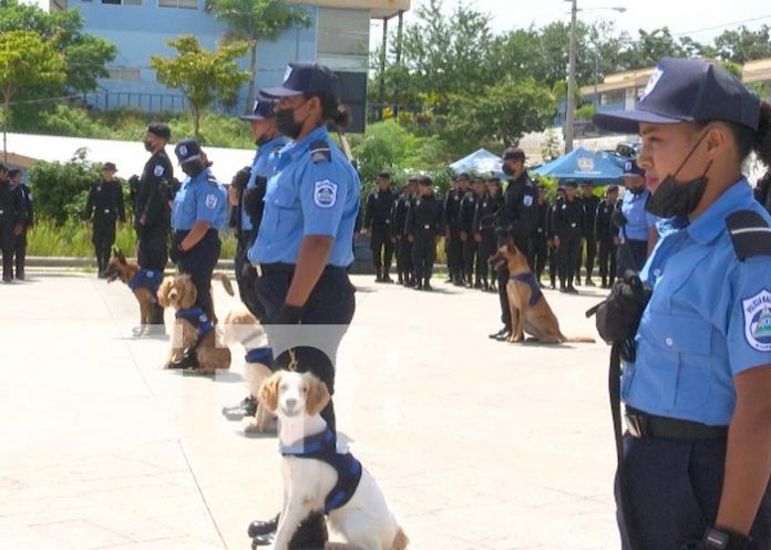 Preparados policías y sus canes tras curso en Managua
