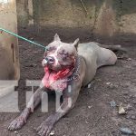 Ataque de pitbull causa pavor en una comarca de Masaya