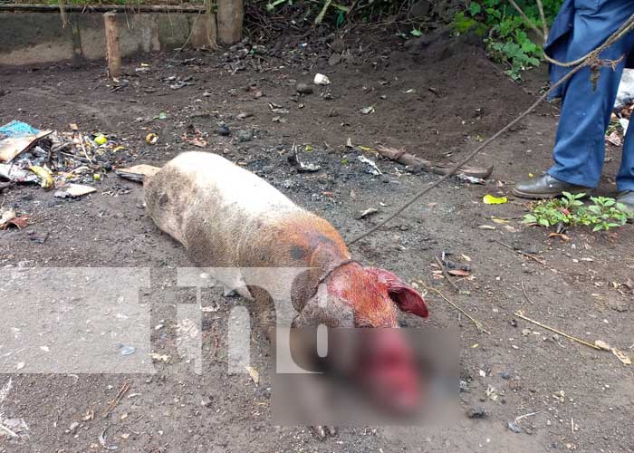 Ataque de pitbull causa pavor en una comarca de Masaya