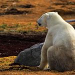 Oso polar busca ayuda en un pueblo del Ártico en Rusia