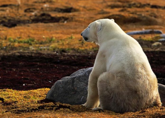 Oso polar busca ayuda en un pueblo del Ártico en Rusia