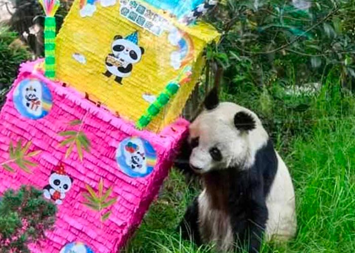 Shuan formaba parte de un selecto grupo de 8 pandas 
