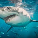 Brutal ataque de tiburón termina con la vida de turista en Egipto