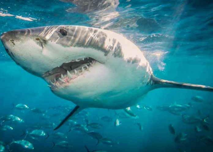 Brutal ataque de tiburón termina con la vida de turista en Egipto