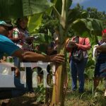 INTA Nicaragua fortalece técnicas de vitroplantas en el país