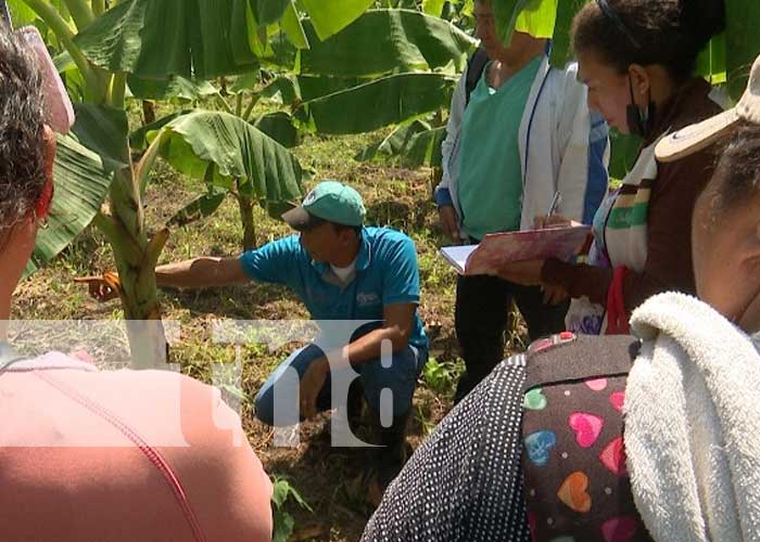 INTA Nicaragua fortalece técnicas de vitroplantas en el país