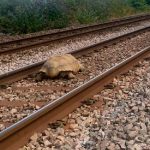 Tortuga gigante bloquea las vías del tren en Inglaterra
