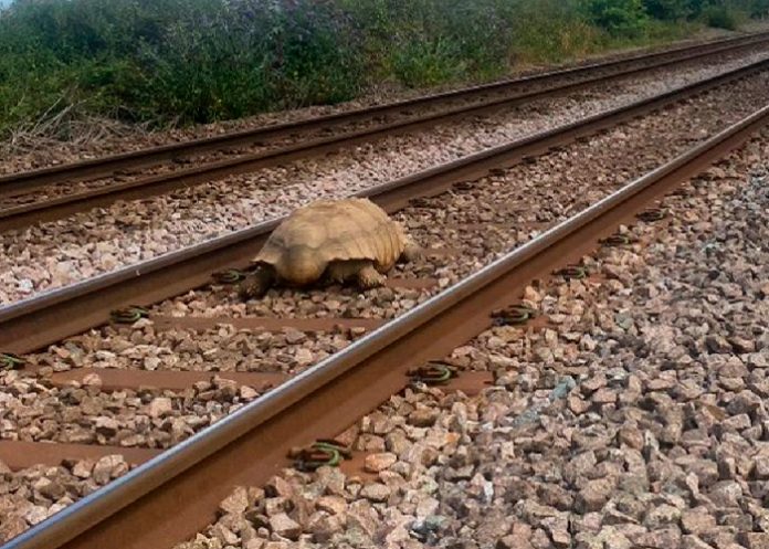 Tortuga gigante bloquea las vías del tren en Inglaterra