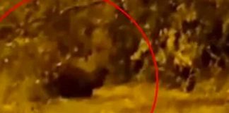 ¡Terror! Duende es visto jugando con un matorral en Colombia
