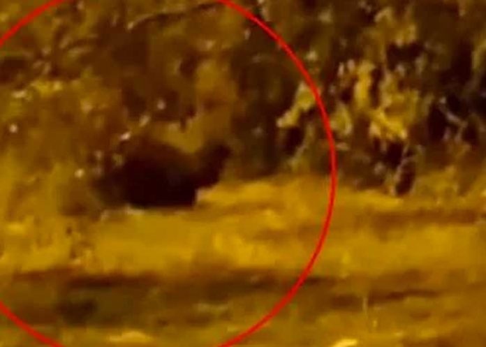 ¡Terror! Duende es visto jugando con un matorral en Colombia