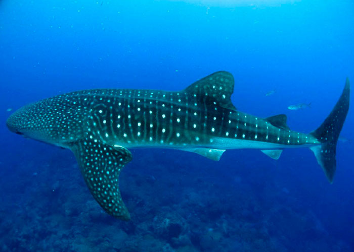 ¡Sorprendente! captan a tiburón ballena en las costas de San Juan del Sur