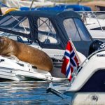 Sacrifican en Noruega a la morsa que "arruinó" botes por tomar su siesta