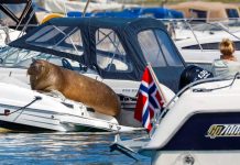 Sacrifican en Noruega a la morsa que "arruinó" botes por tomar su siesta